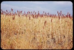 Maize growing along US 24 near Penokee in western Kansas