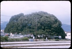 Moreton Bay Fig planted - 1877 Spread of branches: 135 ft. World's largest Santa Barbara