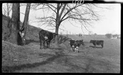 Cows, Brookside Park, April 9, 1911, 4 p.m.