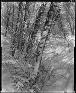 Salt Creek, closeup of Birch trees, winter