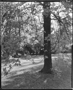 Buckeye tree in front of John Frenzel home, Indianapolis