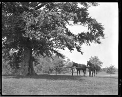 Horses and beech tree