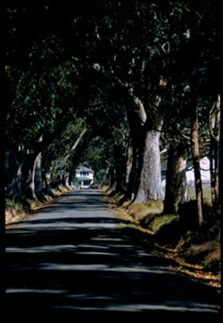 Avenue of eucalyptus at Willowside farm near Pescadero