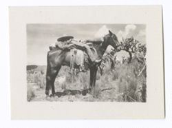 Item 0910. Unidentified man on horseback, lying down with left leg on horse's back.