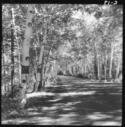 Road with white birches, Shelburne, N.H.