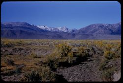 Across yellow-flowered desert to high Sierras in southwest from US 395 south of Bridgeport. California.