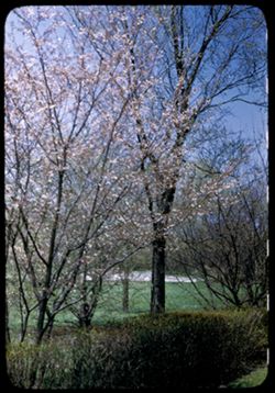 Prunus Subhirtella Autumnalis- Arb. E. Higan Cherry