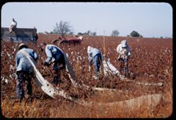 Texas cotton pickers along US 67 near Cumby, N.E. Tex.