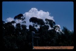 Cloud back of tall Eucalyptus Santa Barbara Mission