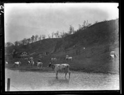 Cattle at Huddard-Kivett farm, north of Martinsville