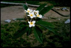 Frangipani