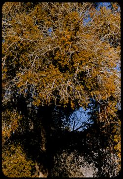 Cottonwood with fresh mistletoe between Onyx and Weldon, on Calif. 178