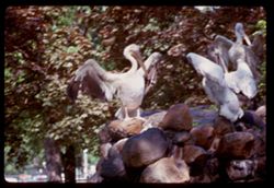 Pelicans Lincoln Park Chicago