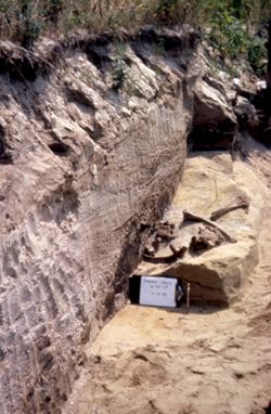 Prairie Creek Excavation, mastodon