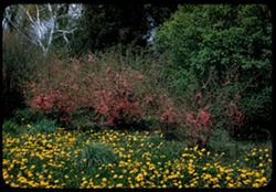 Japanese Quince and dandelions. Jap Isl.- Arb. E.