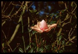 Campbell magnolia Strybing Arboretum