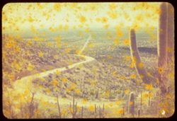 Image of saguaro cactus and desert