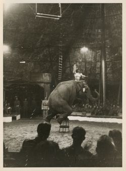 Circus performer and elephant in Gotha, Germany