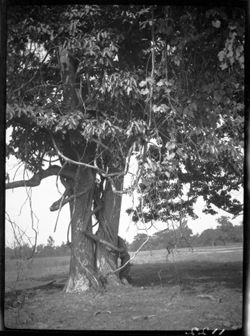 Large sassafras tree near Goshen
