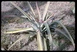 Pineapple in Whitten garden