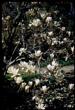 Japanese Magnolia. San Leandro
