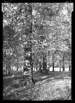 Beech trees, old settlers' grounds