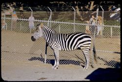 Zebra Fleishhacker Zoo