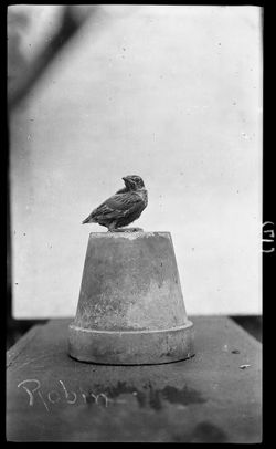 Young robin, fell from nest at 1401 Pleasant St., no data, Spring of 1907?
