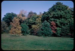 Across meadow at east end of Arboretum