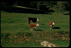Herefords in green pasture near Camp Seco