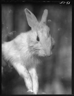 White rabbit killed by Clarence McGee