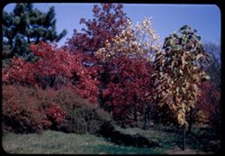 Arboretum group- including Pine, a Sorbus, a Tulip tree, a Magnolia acuminate
