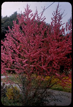 Flowering Prunus Alhambra Valley Contra Costa county