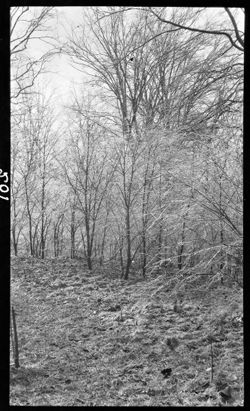 Icy trees, Technical Grounds, March 22, 1912, 9 to 9:30 a.m., result of heavy rain of March 20