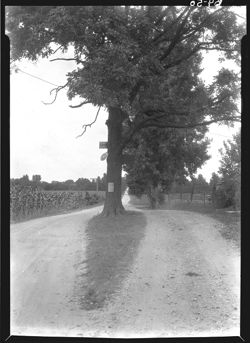 Roadway divided by tree, Bartholomew County