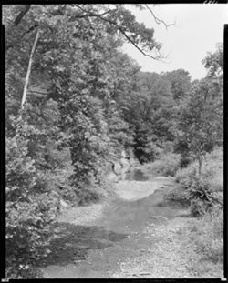 Lick Creek scene, Lick Creek road (orig. neg.)