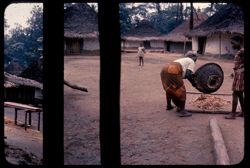 Woman pouring cocoa beans on mat to dry