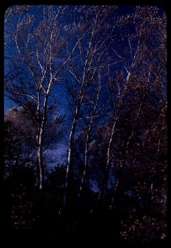 Tall birches along DuPage river - Arb. W.