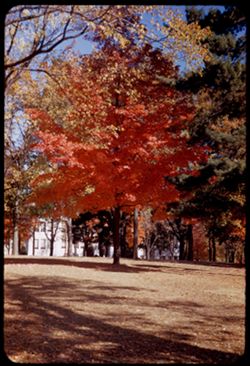 A young maple on the campus of the Univ. of Arkansas-Fayetteville