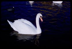 White swan of lagoon of Palace of Fine Arts