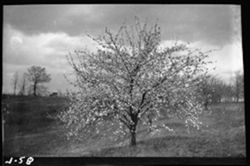 Apple tree in bloom, Bessire's--Grubbs neg.