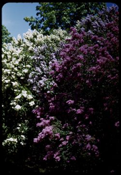 Lilacs- White and purple. Arb. W.