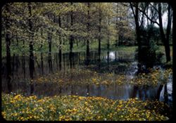 Spring flood in grove of young Swamp White Oaks.- Arb. E.