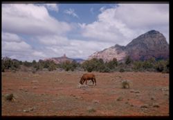Saddle Rock Ranch US 89A near Sedona, Arizona Cushman