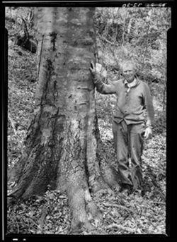 Milton Newlin beside beech tree, Indian camp ground