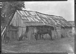 Chafin barn with mule