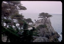 Lone Cypress-17 mi Drive-Carmel by the Sea California
