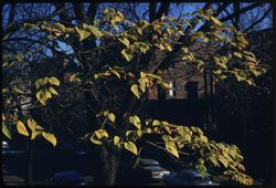 The catalpa in back yard of 5557 Kenwood Ave.