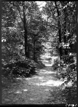 Path at rear of Fairview park--Bonsib along