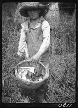 Boy with turkey eggs in hat, Schooner valley